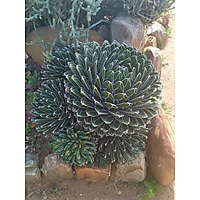 Sheilam Cactus Garden image